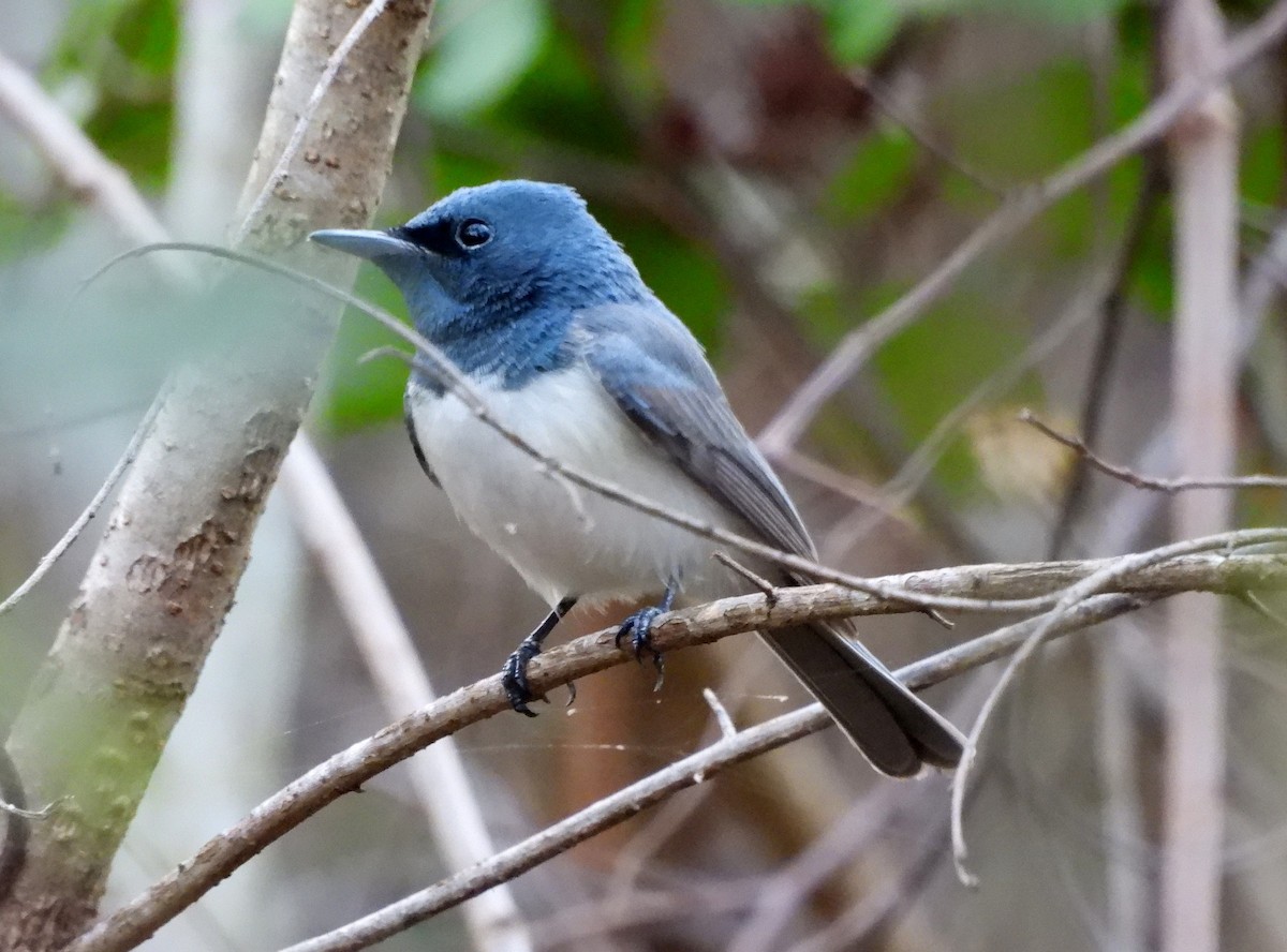 Leaden Flycatcher - ML642562207