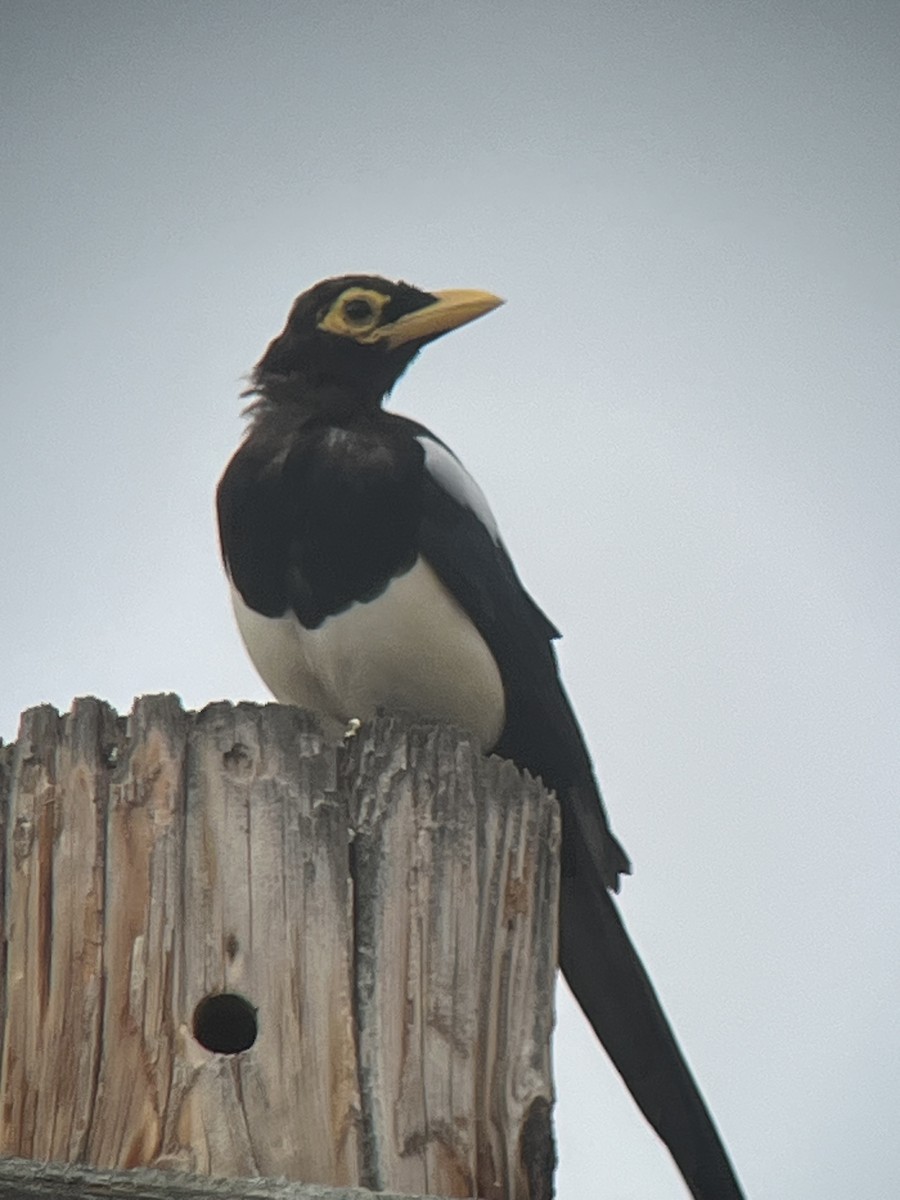 Yellow-billed Magpie - ML642562233