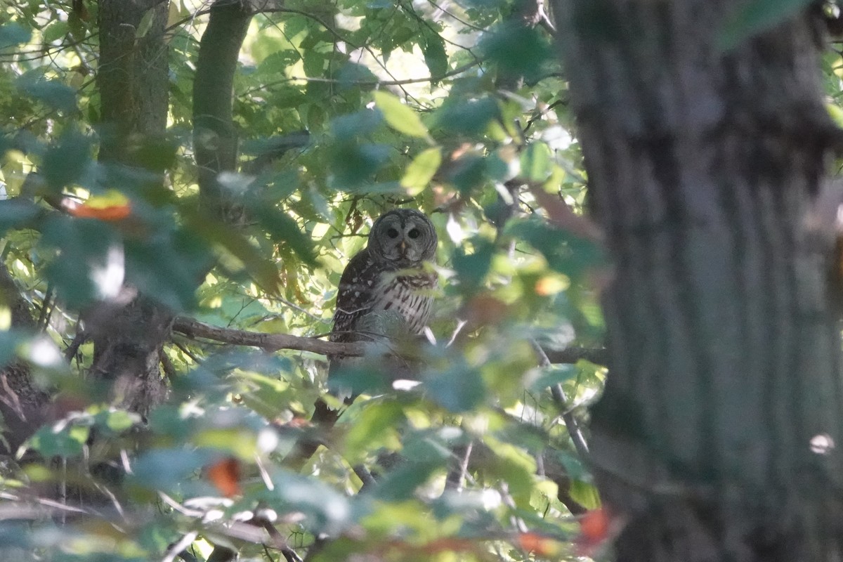 Barred Owl - ML642562235