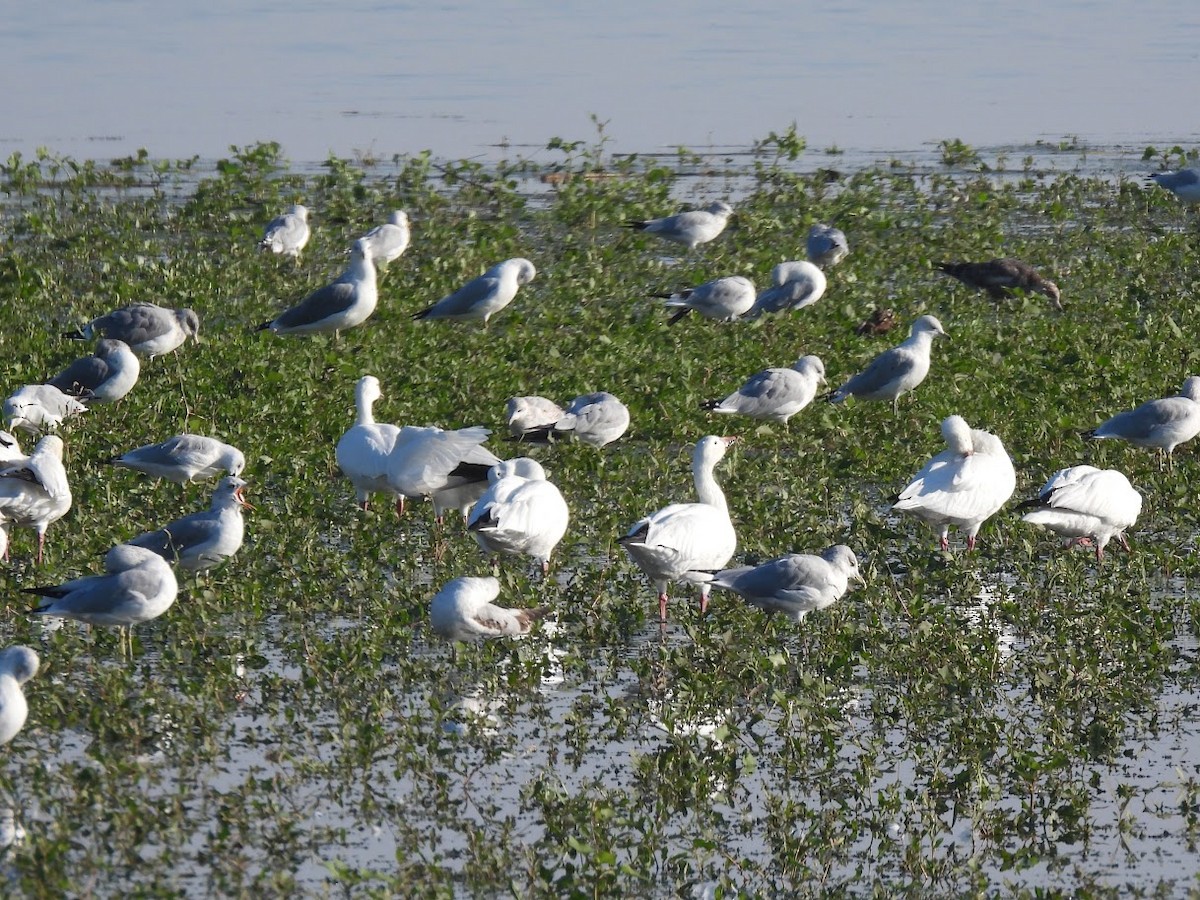 Snow Goose - ML642562243