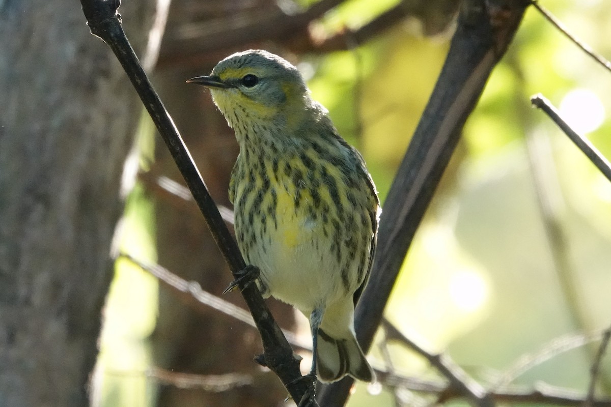 Cape May Warbler - ML642562253