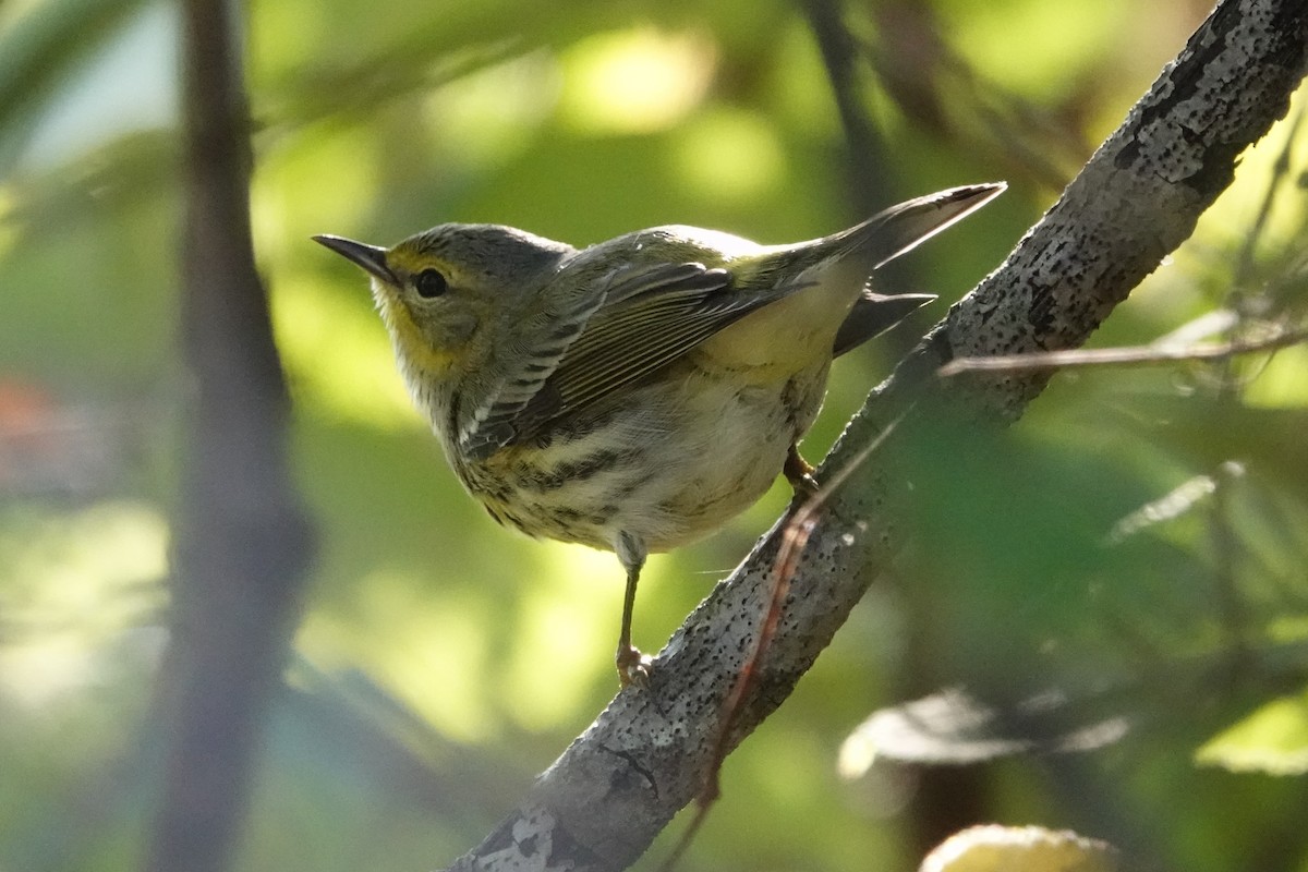 Cape May Warbler - ML642562254