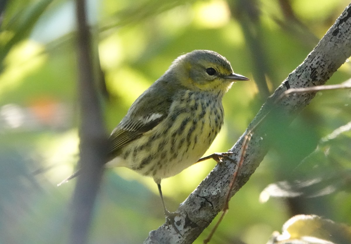 Cape May Warbler - ML642562255