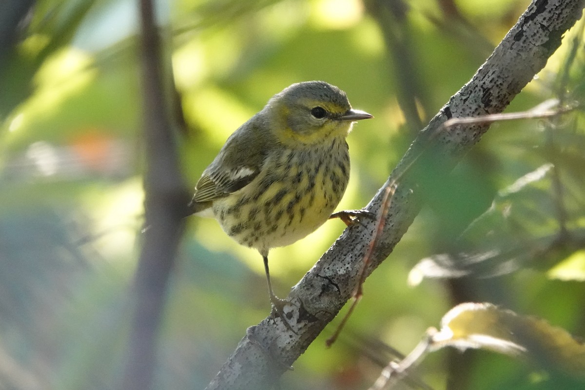 Cape May Warbler - ML642562256