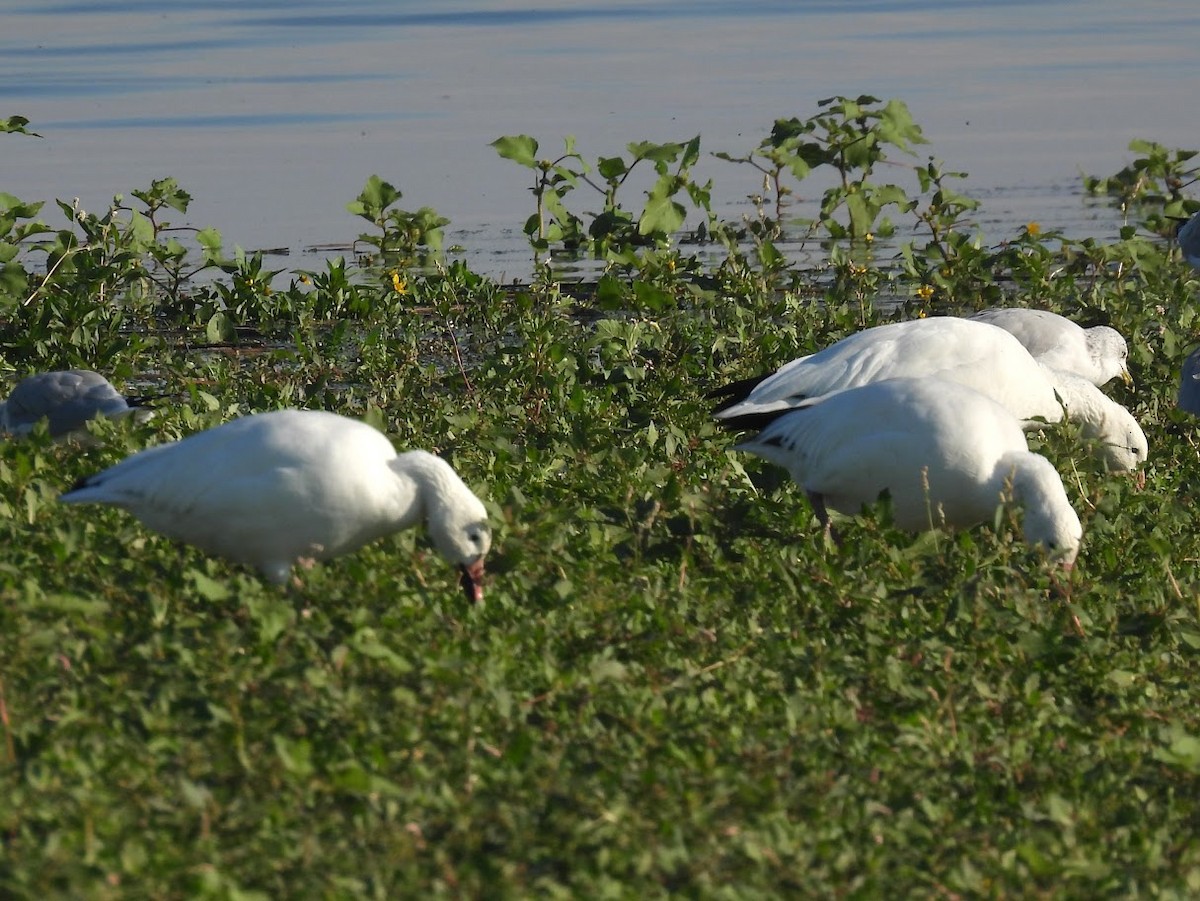 Snow Goose - ML642562259