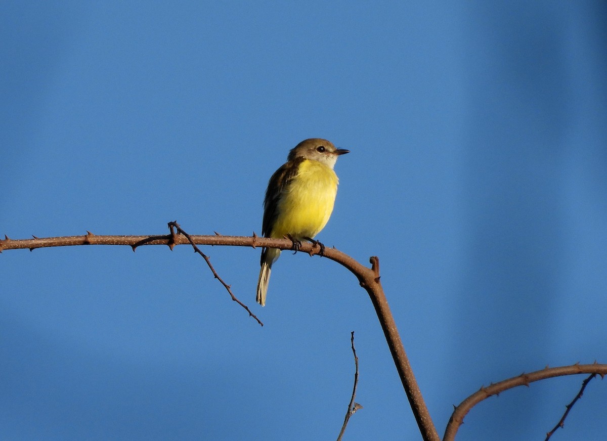 Lemon-bellied Flyrobin - ML642562279