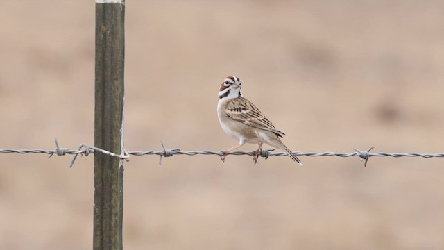 Toygar Serçesi - ML642562297