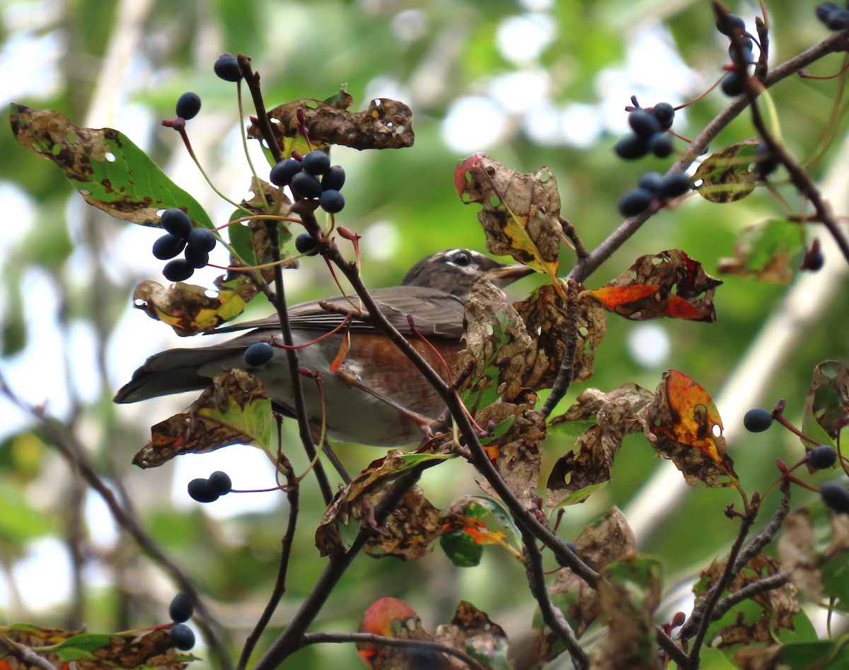 American Robin - ML642562319