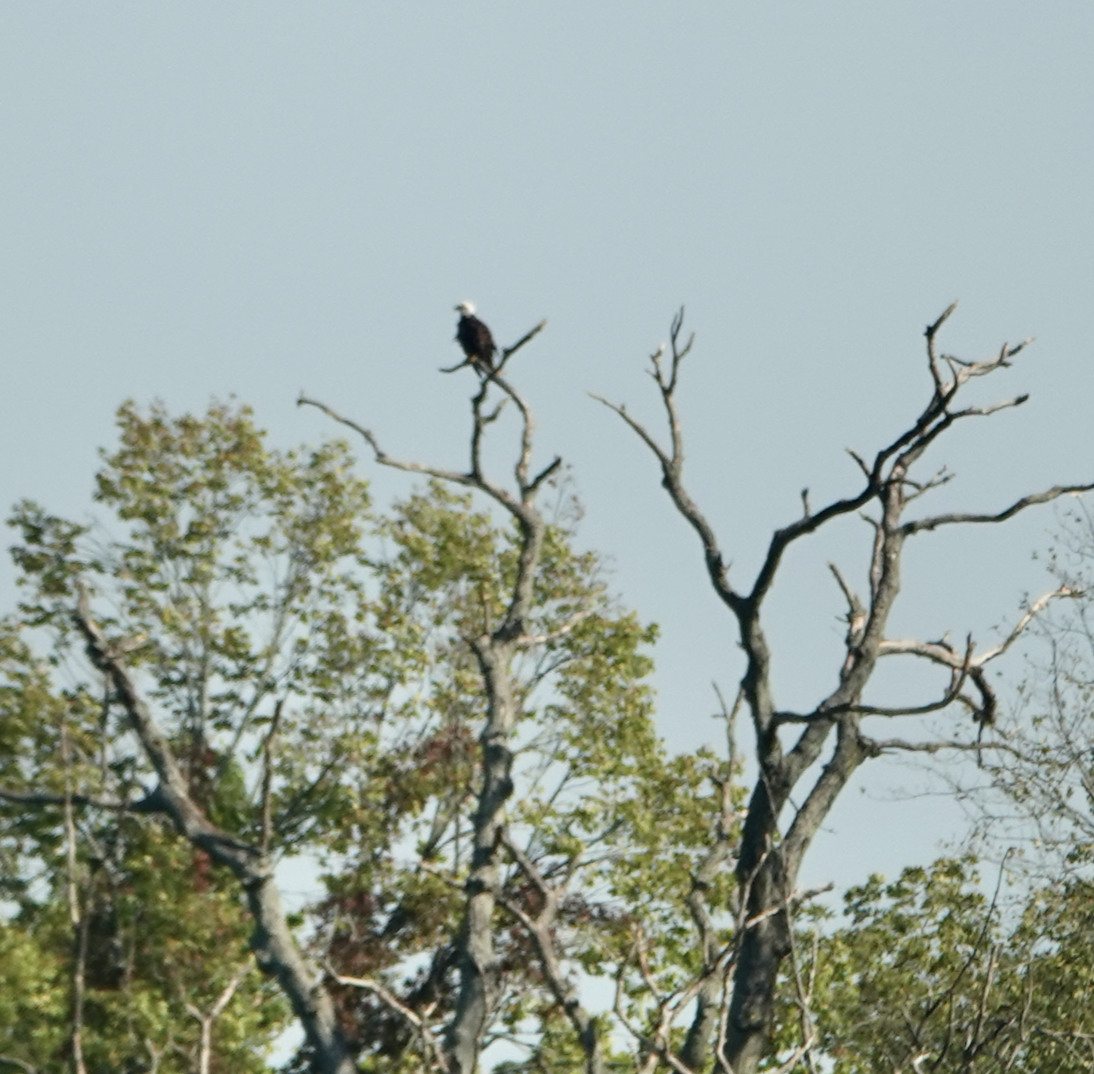 Bald Eagle - ML642562361