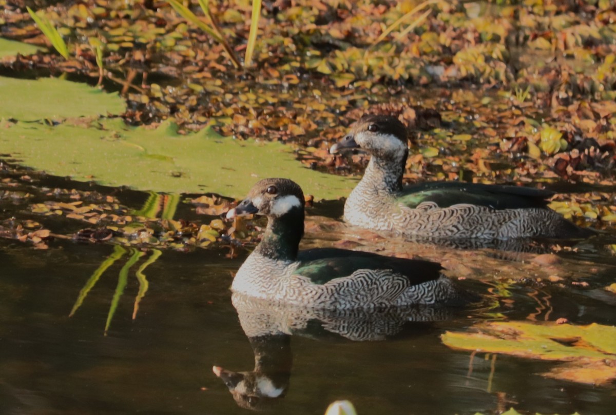 Green Pygmy-Goose - ML642562363