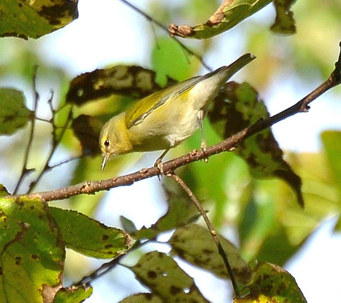 lesňáček olivový - ML642562391