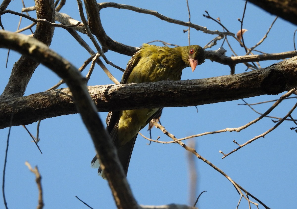 Green Oriole - ML642562407