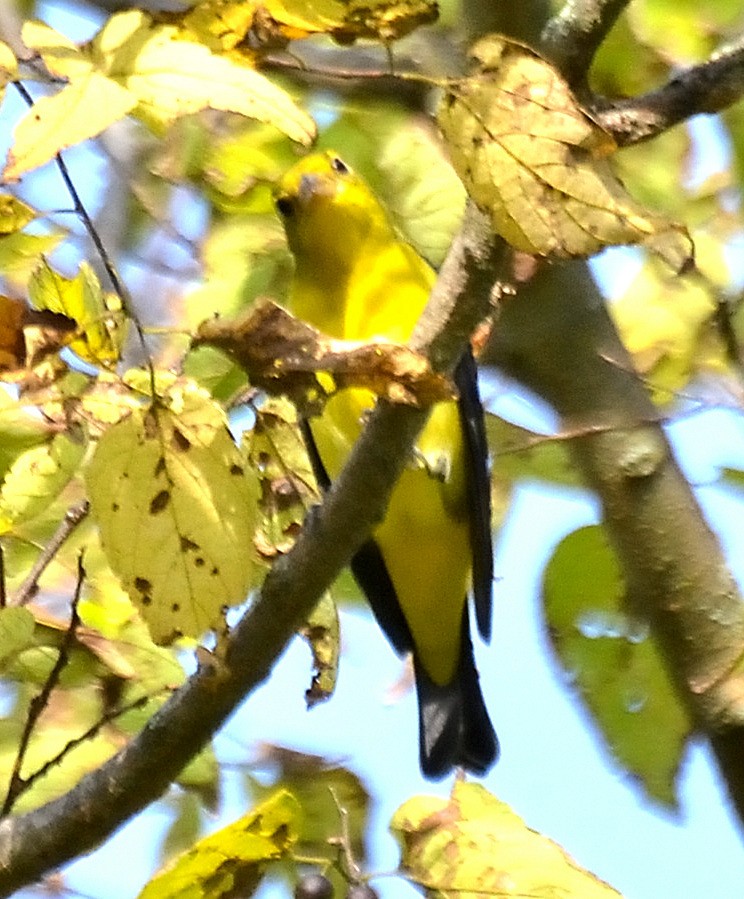 piranga šarlatová - ML642562415