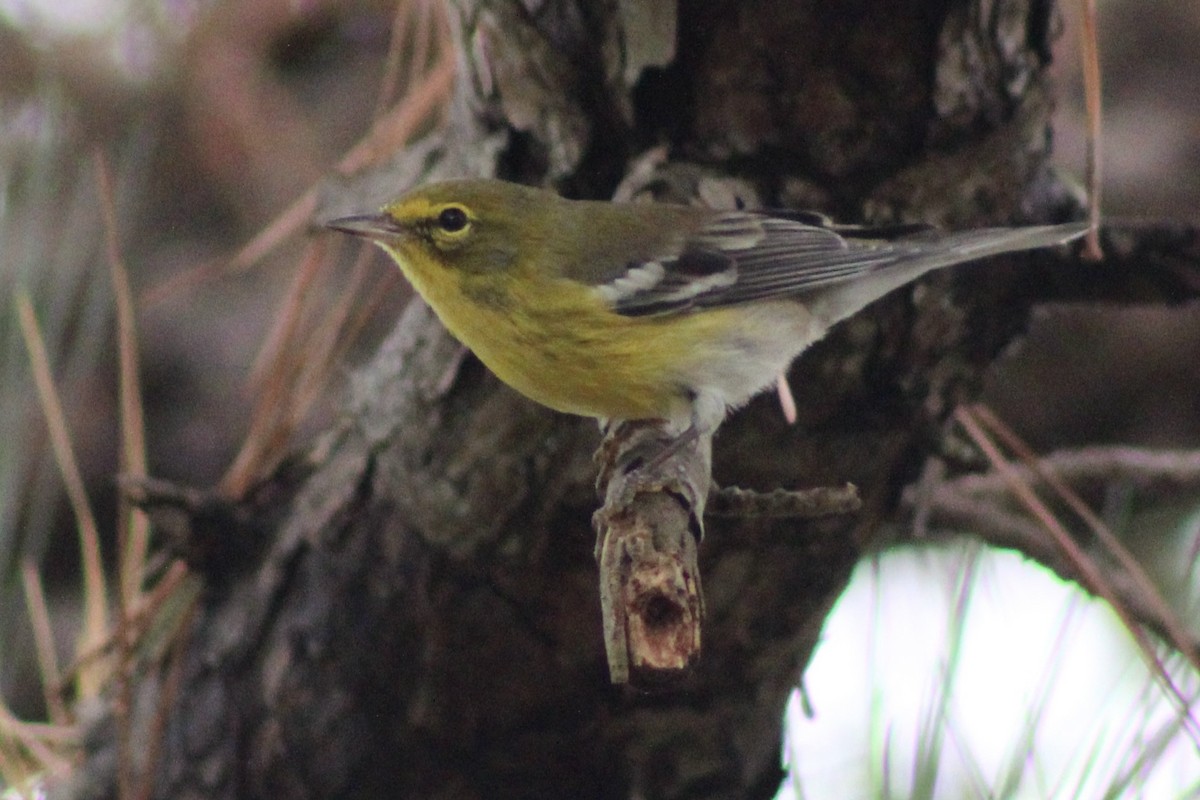 Pine Warbler - ML642562424