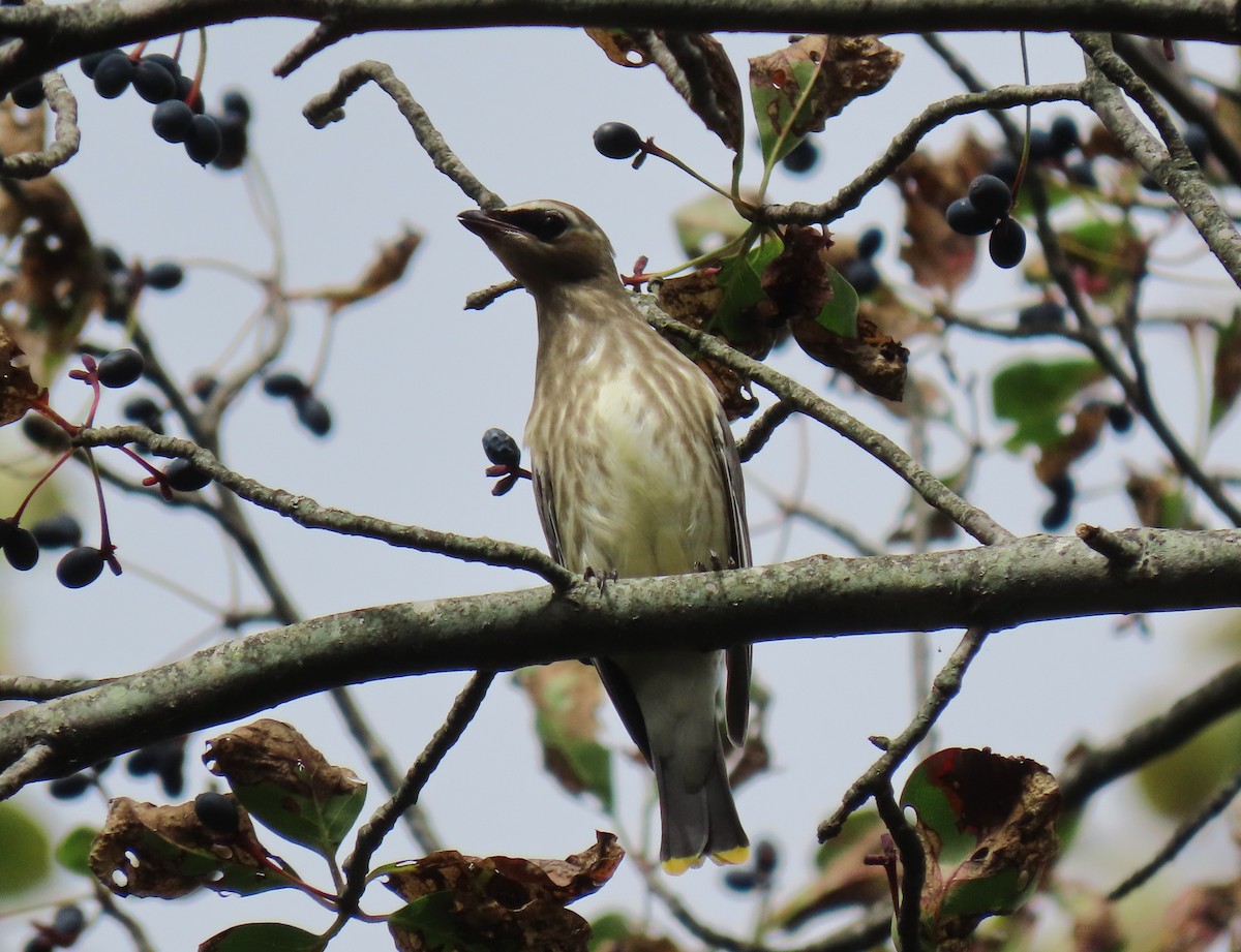 Cedar Waxwing - ML642562428
