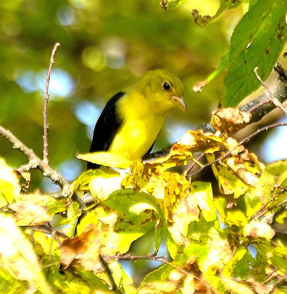 piranga šarlatová - ML642562439