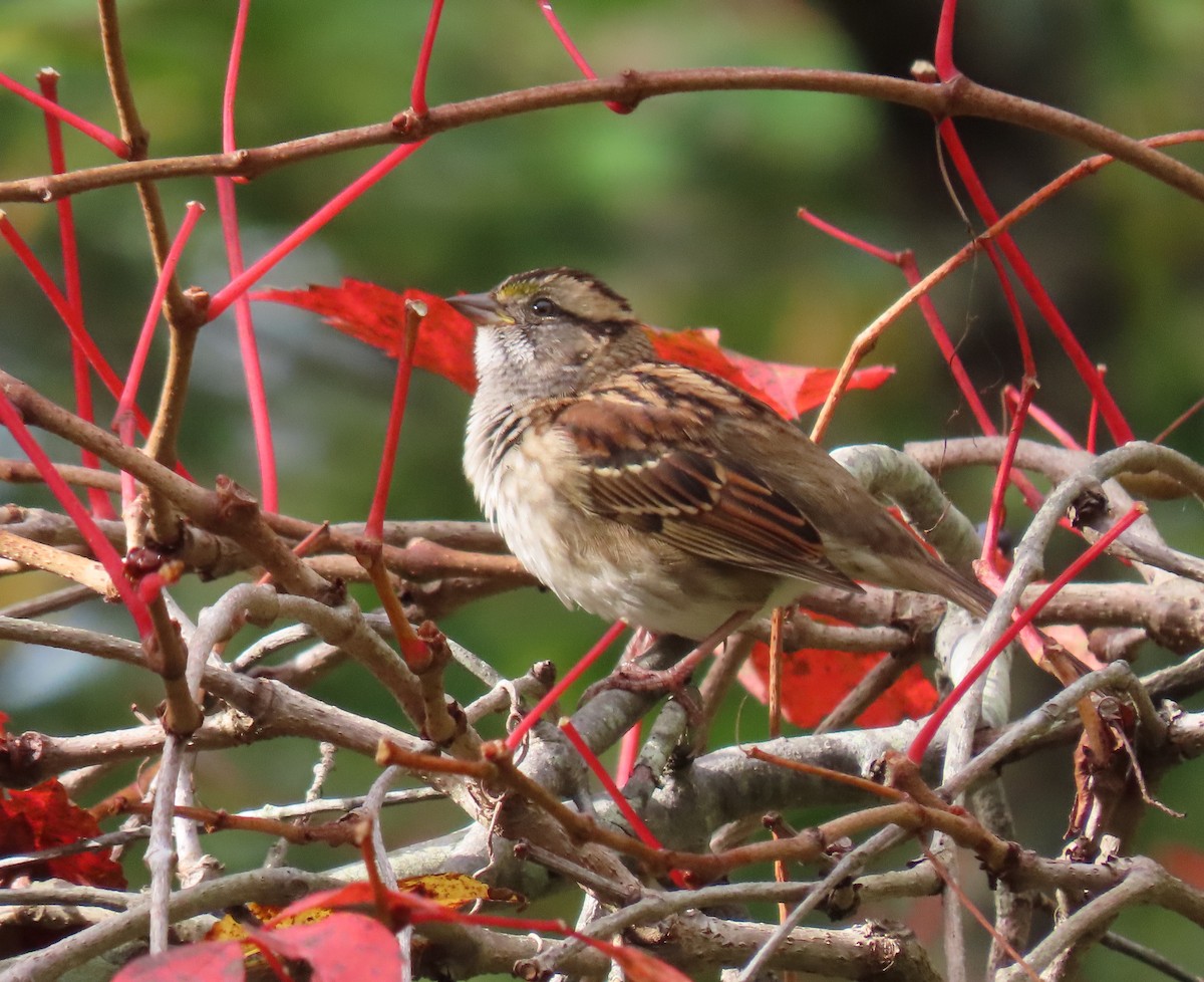 White-throated Sparrow - ML642562449