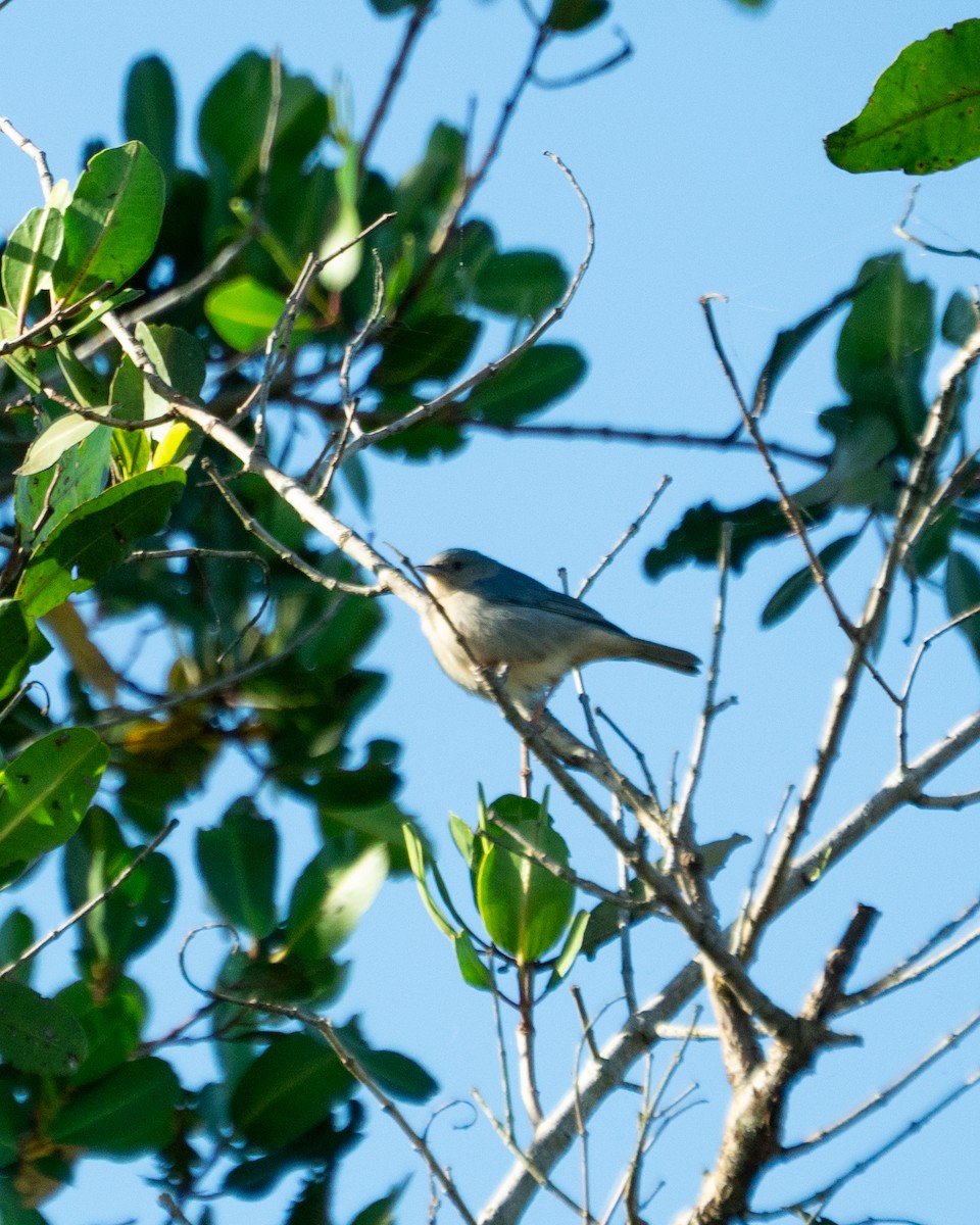 Bicolored Conebill - ML642562453