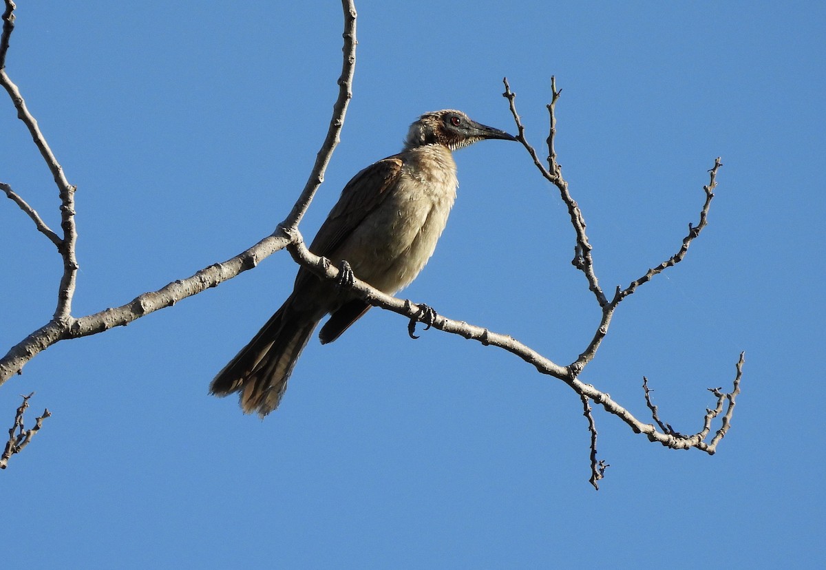 Little Friarbird - ML642562460