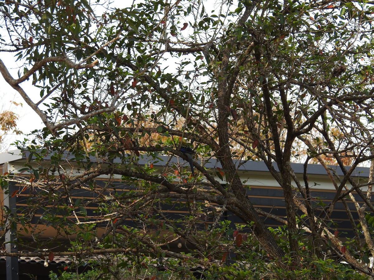 Pale-headed Rosella - ML642562469