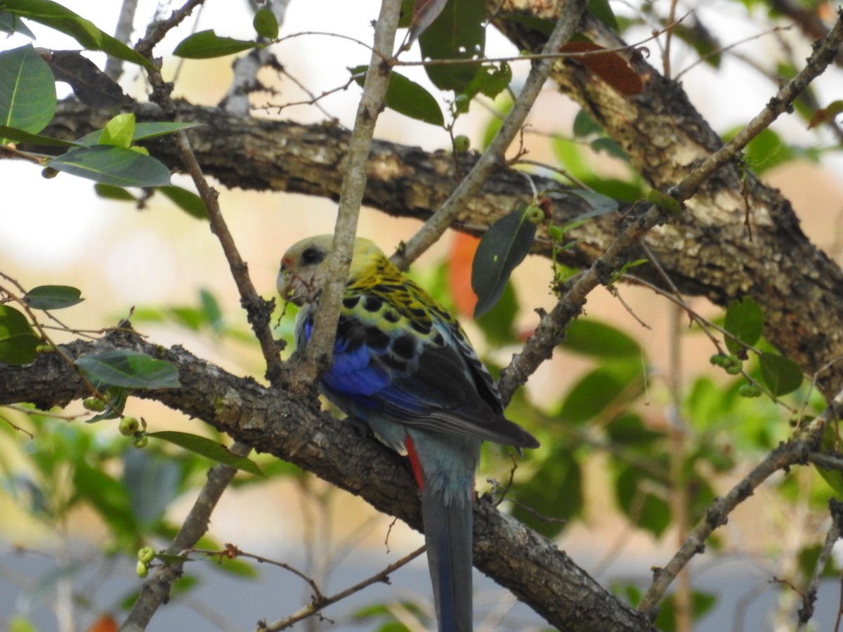 Pale-headed Rosella - ML642562471