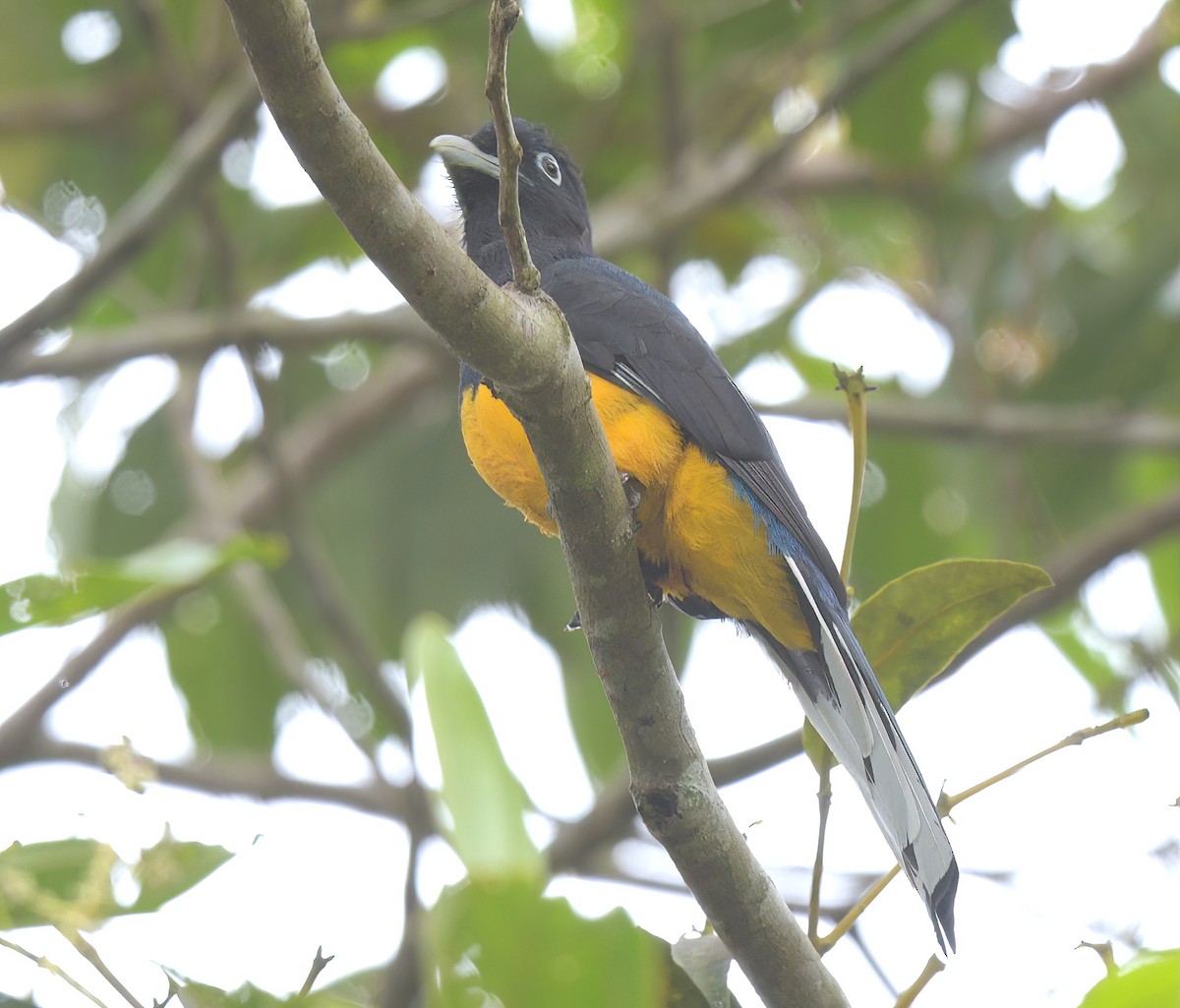 Green-backed Trogon - ML642562476