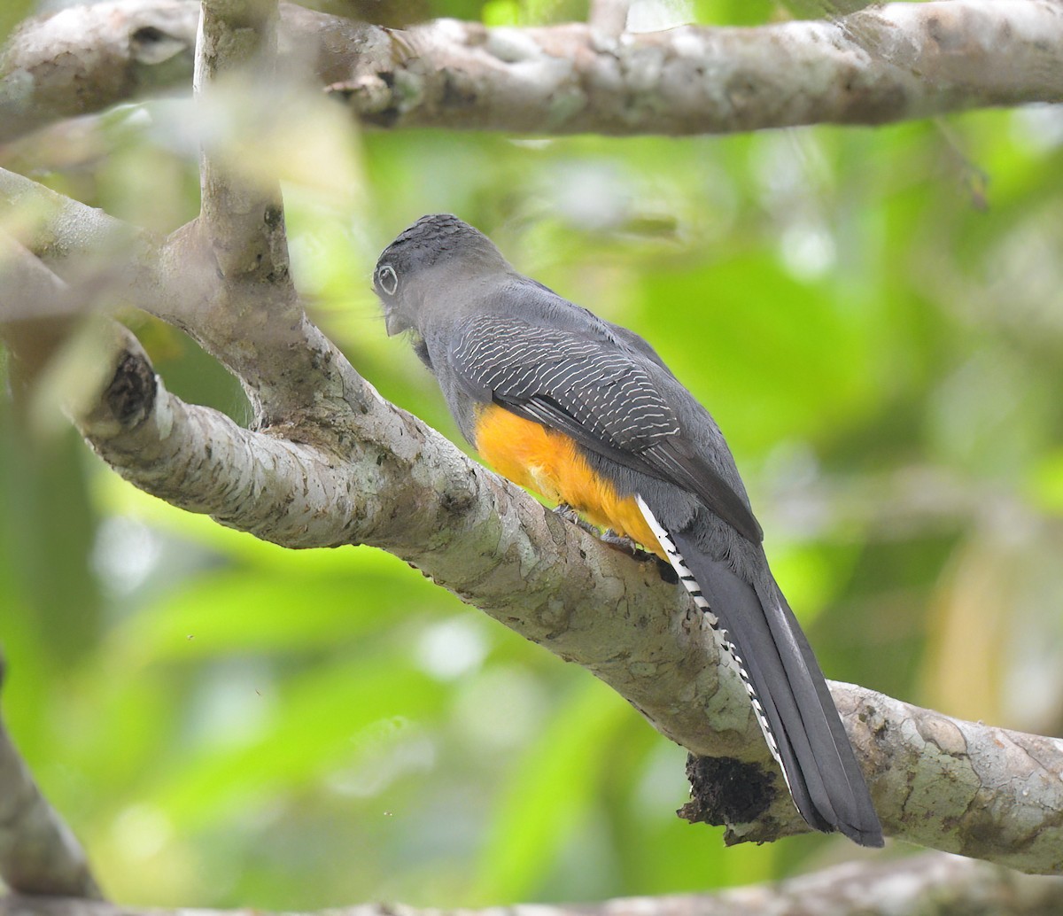 Green-backed Trogon - ML642562477