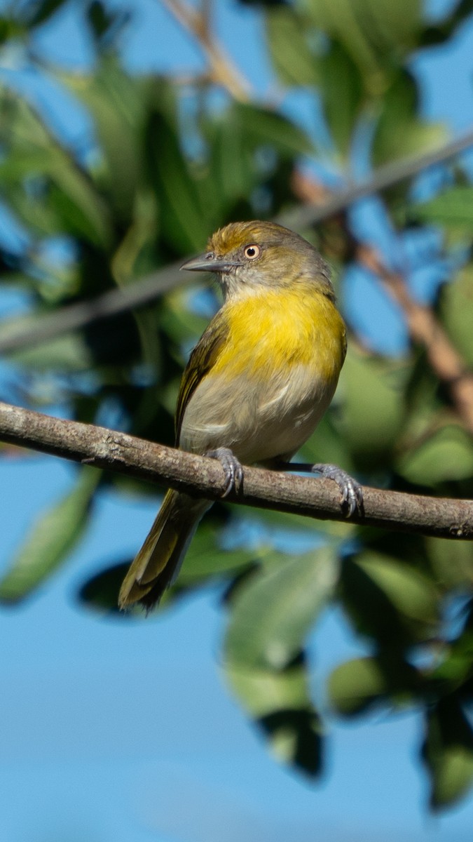 Lemon-chested Greenlet - ML642562478