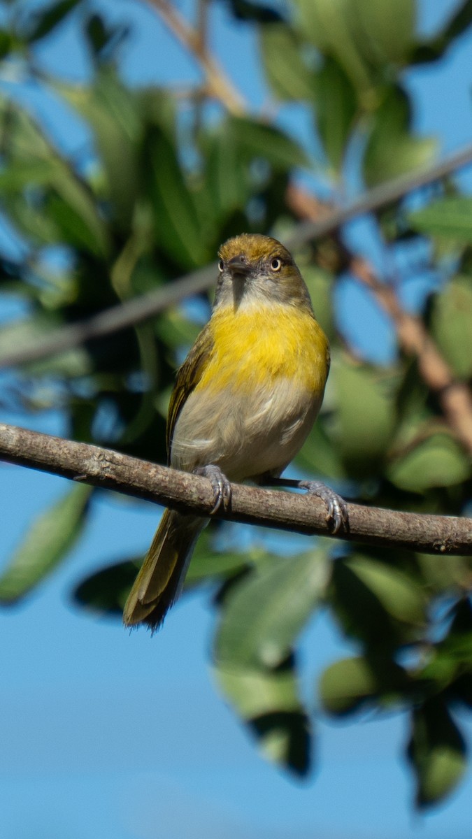 Lemon-chested Greenlet - ML642562479