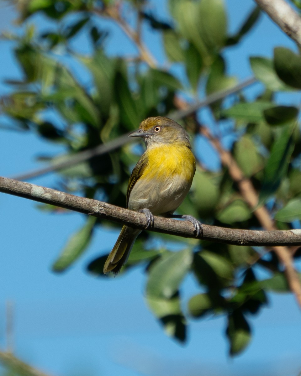Lemon-chested Greenlet - ML642562481