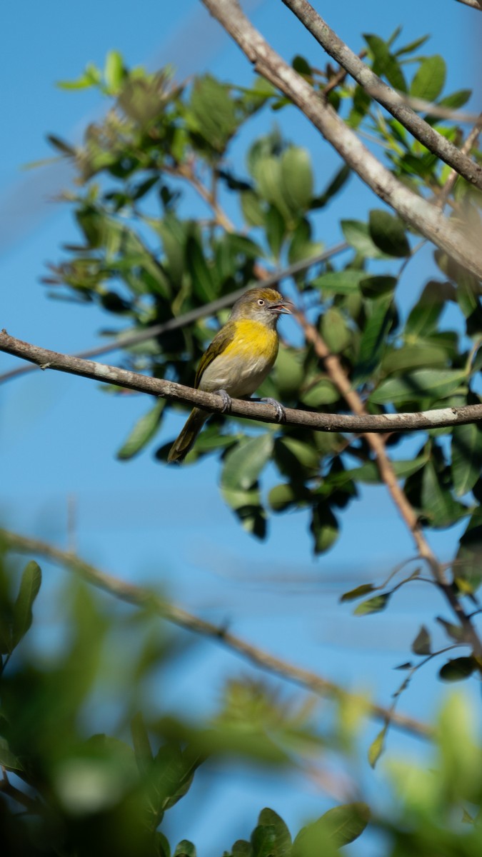 Lemon-chested Greenlet - ML642562482