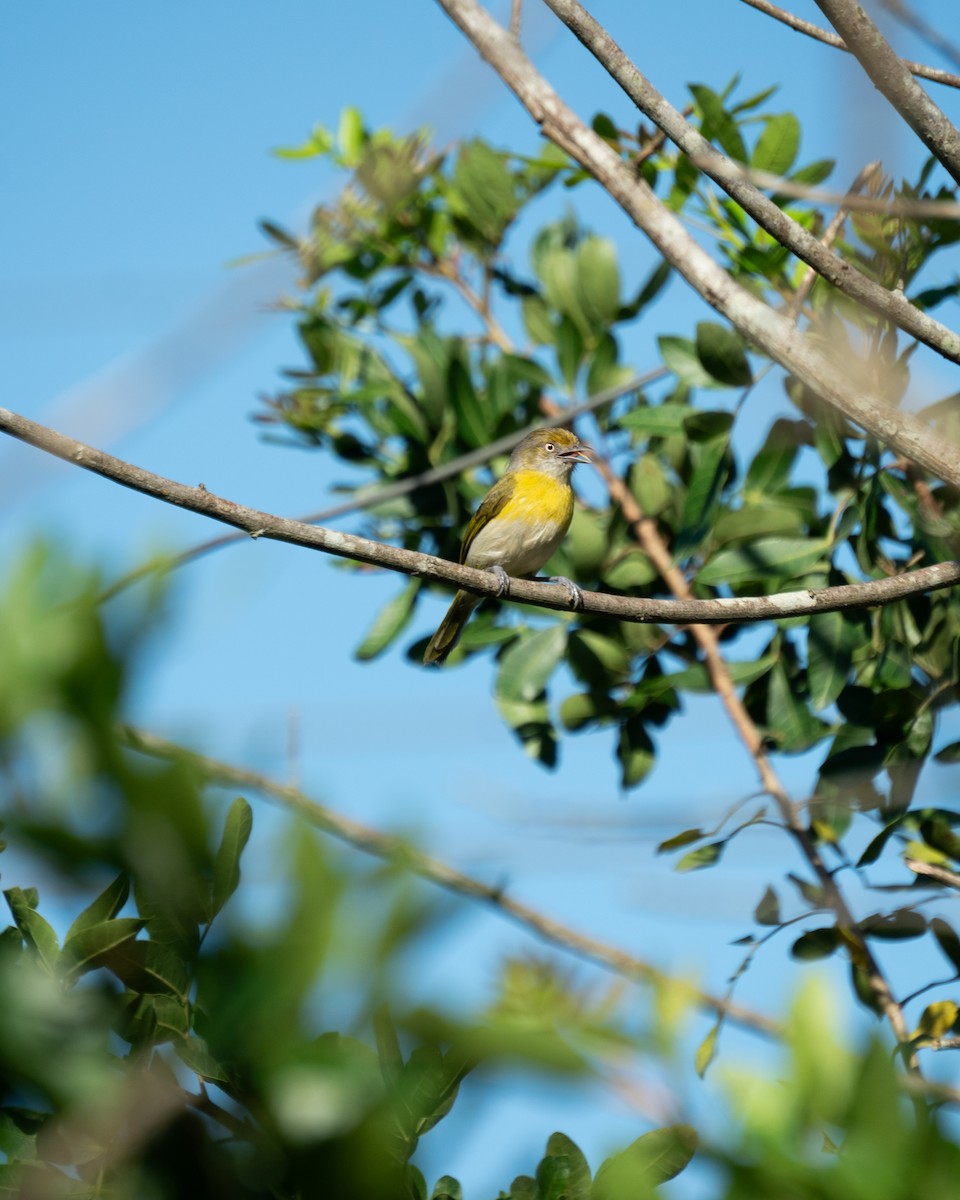 Lemon-chested Greenlet - ML642562483