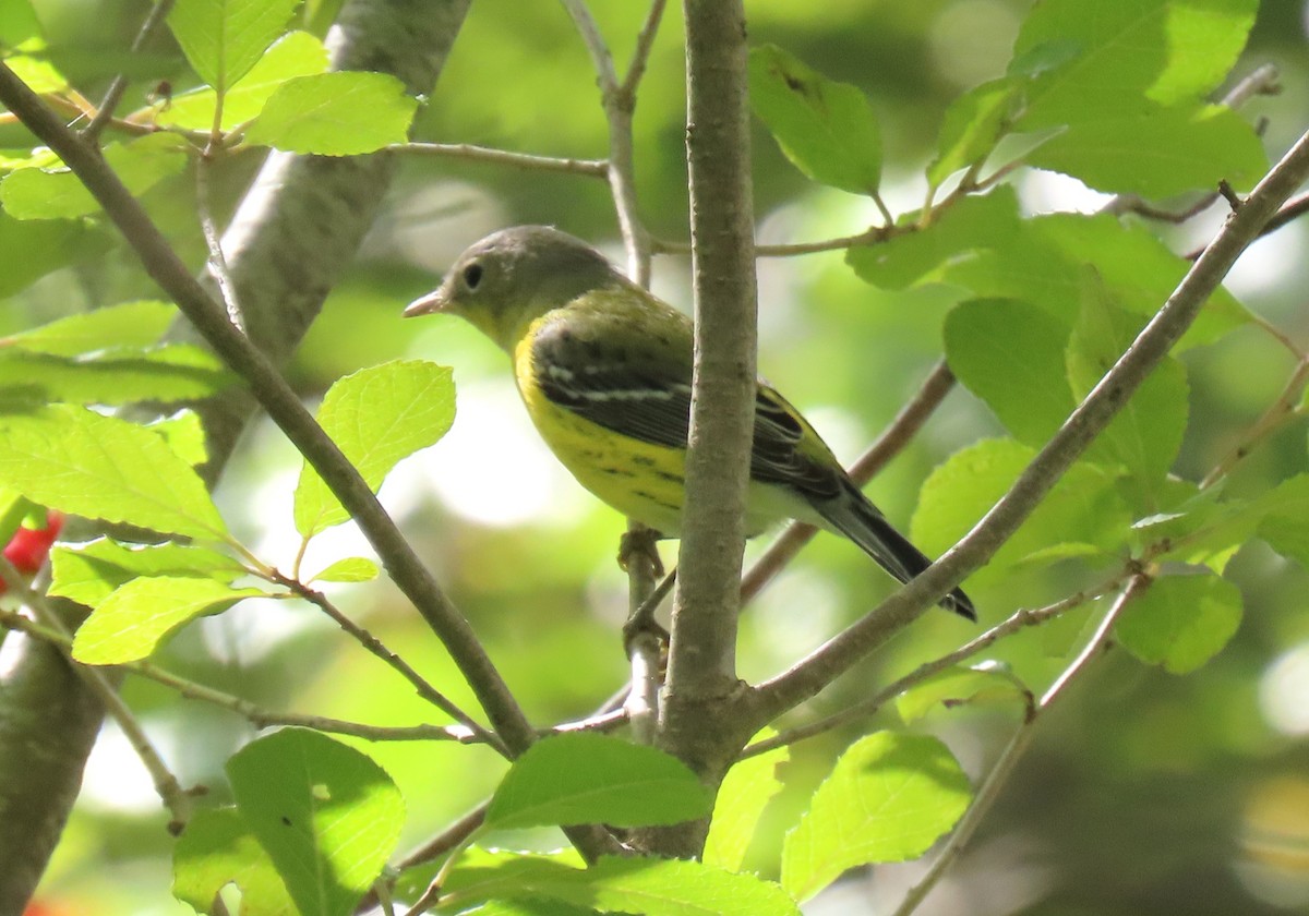 Magnolia Warbler - ML642562485
