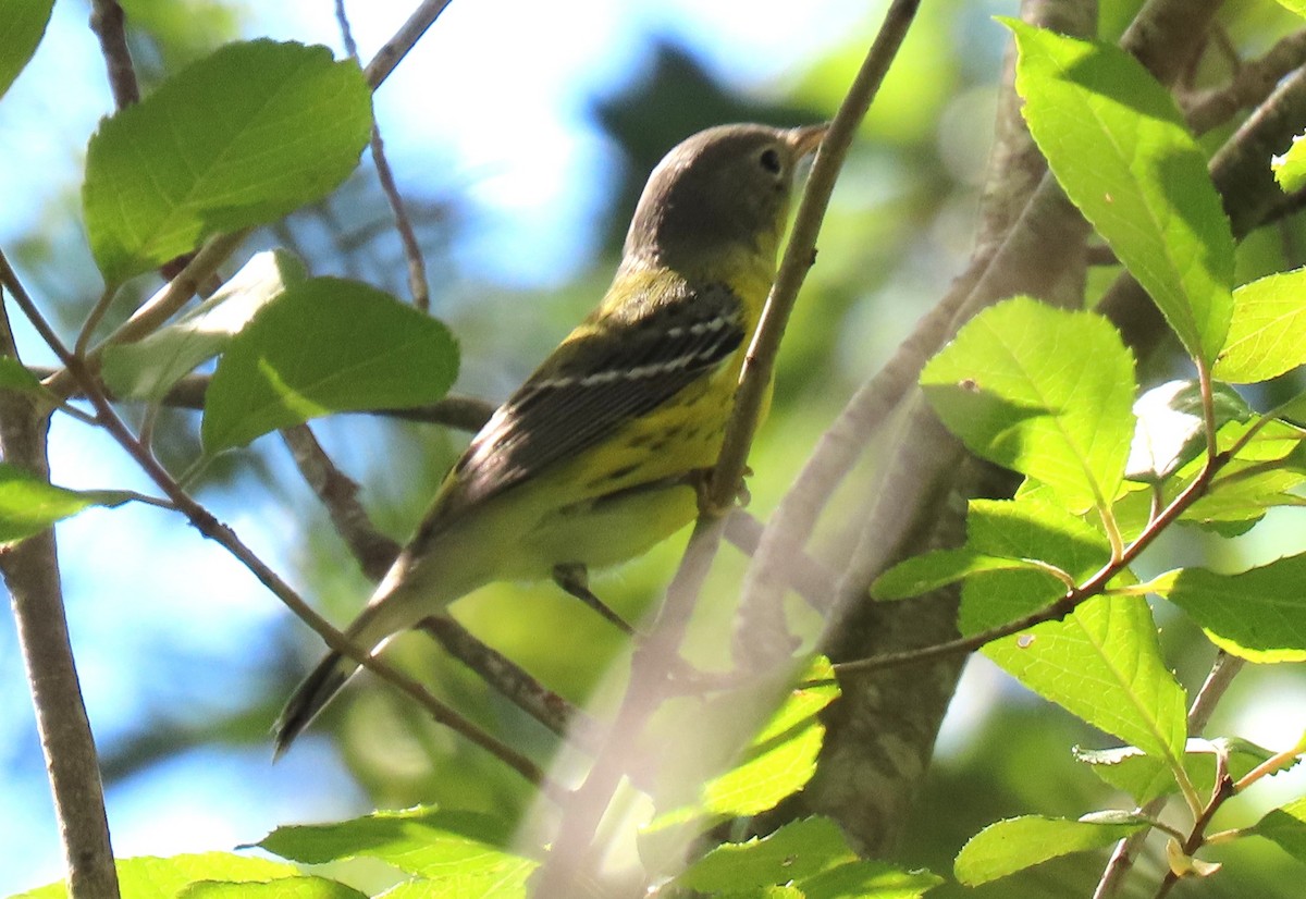 Magnolia Warbler - ML642562491