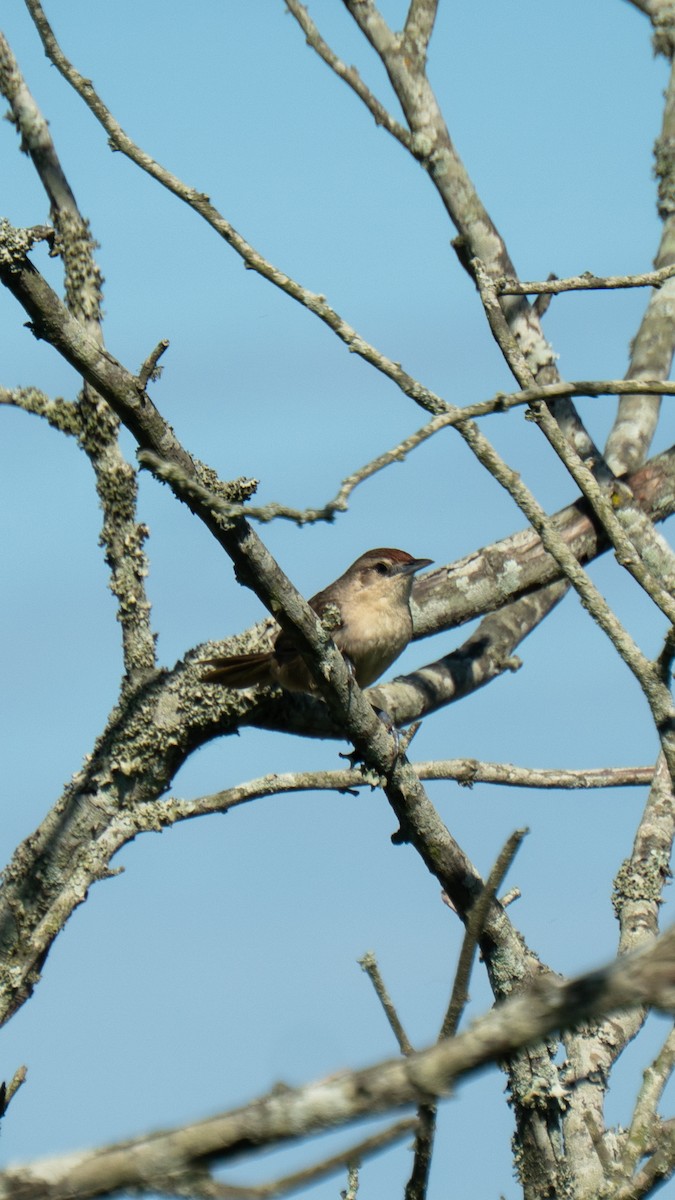 Rufous-fronted Thornbird - ML642562512