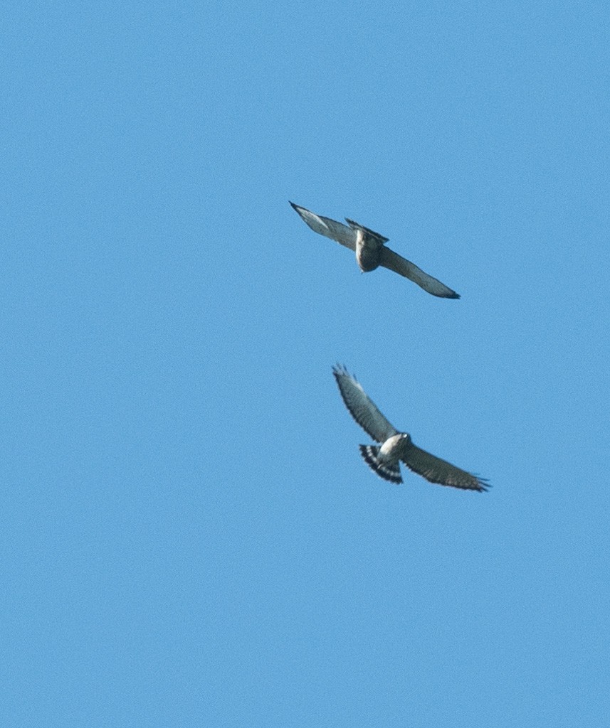 Broad-winged Hawk - ML642562524