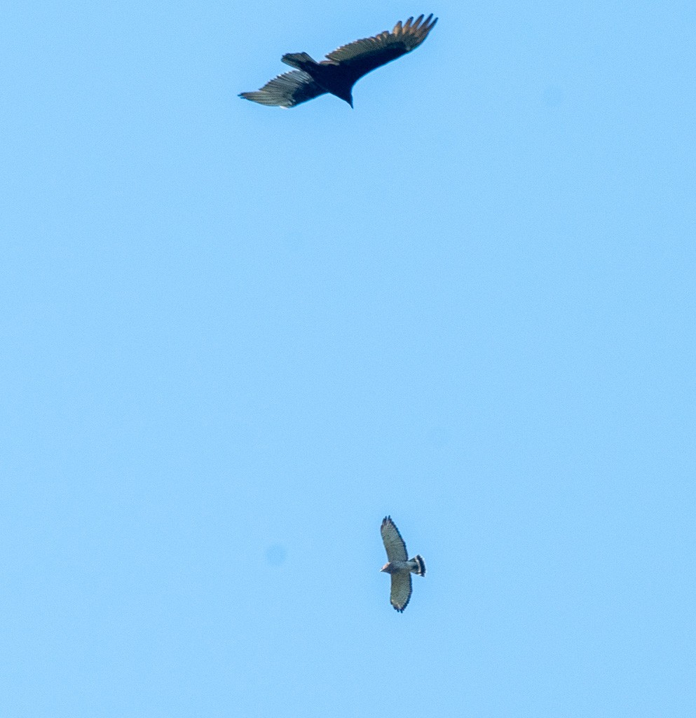 Broad-winged Hawk - ML642562525