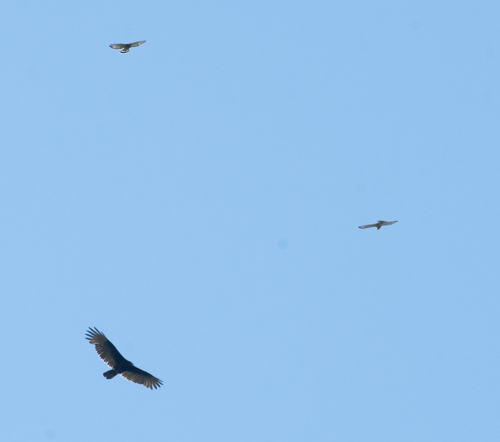Broad-winged Hawk - ML642562526