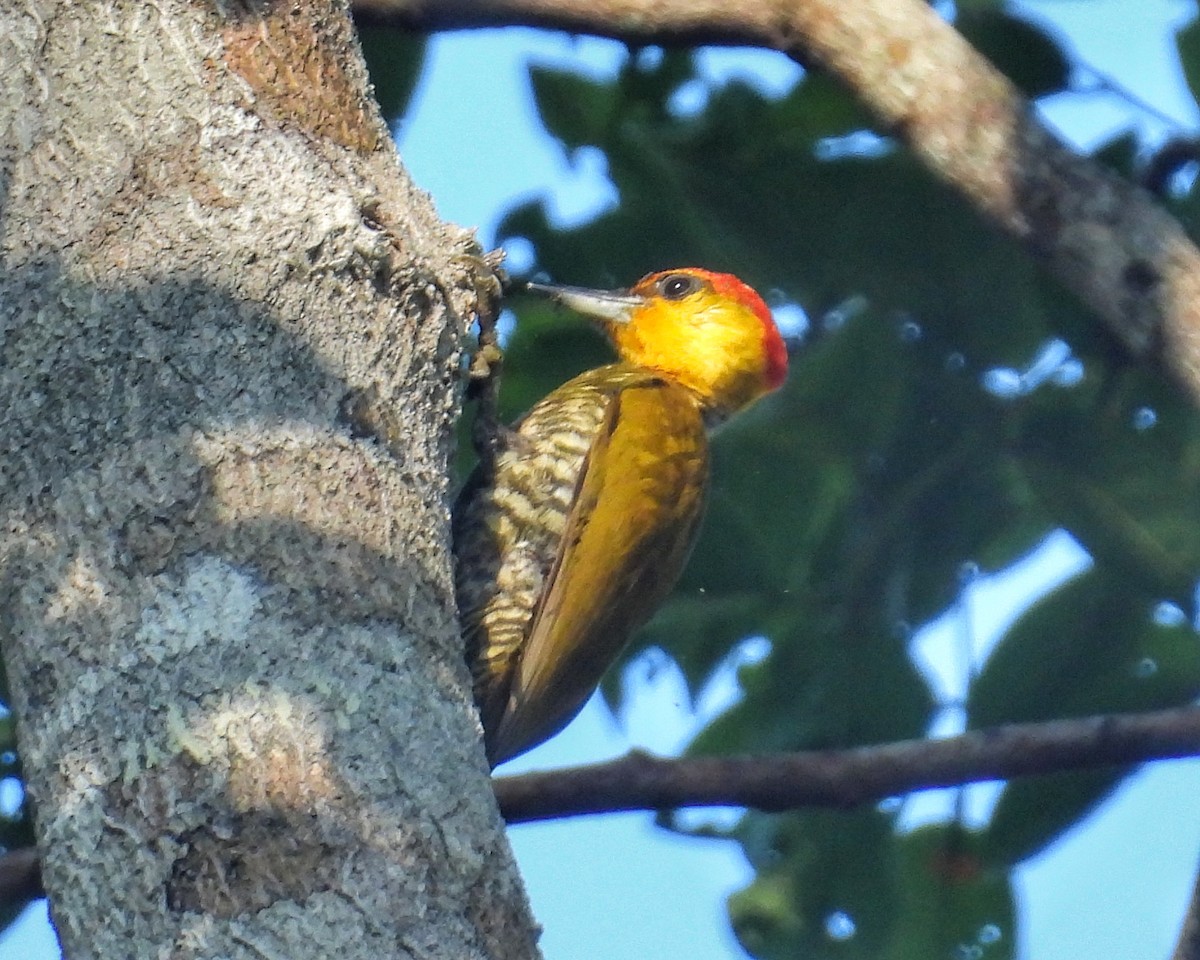 Carpintero Gorjigualdo - ML642562544