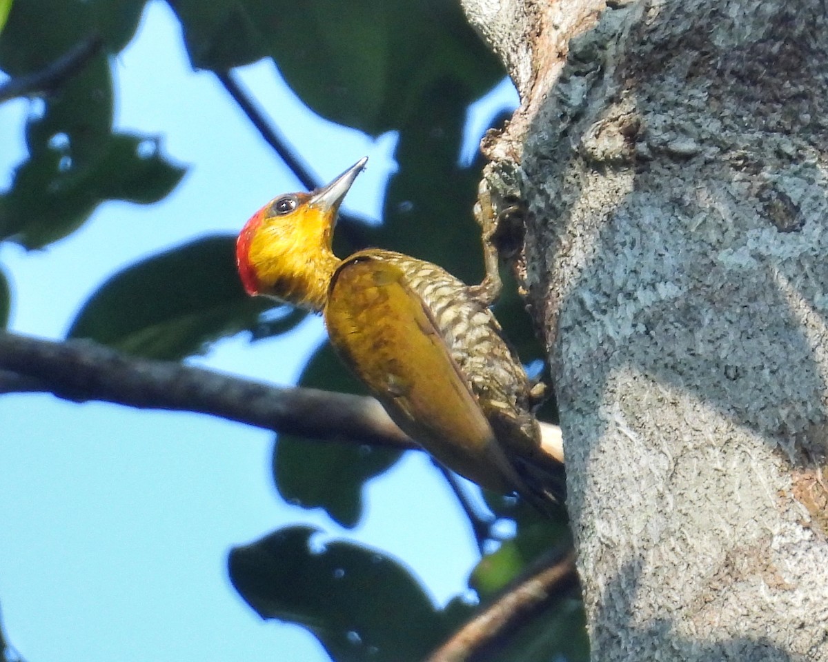 Carpintero Gorjigualdo - ML642562546