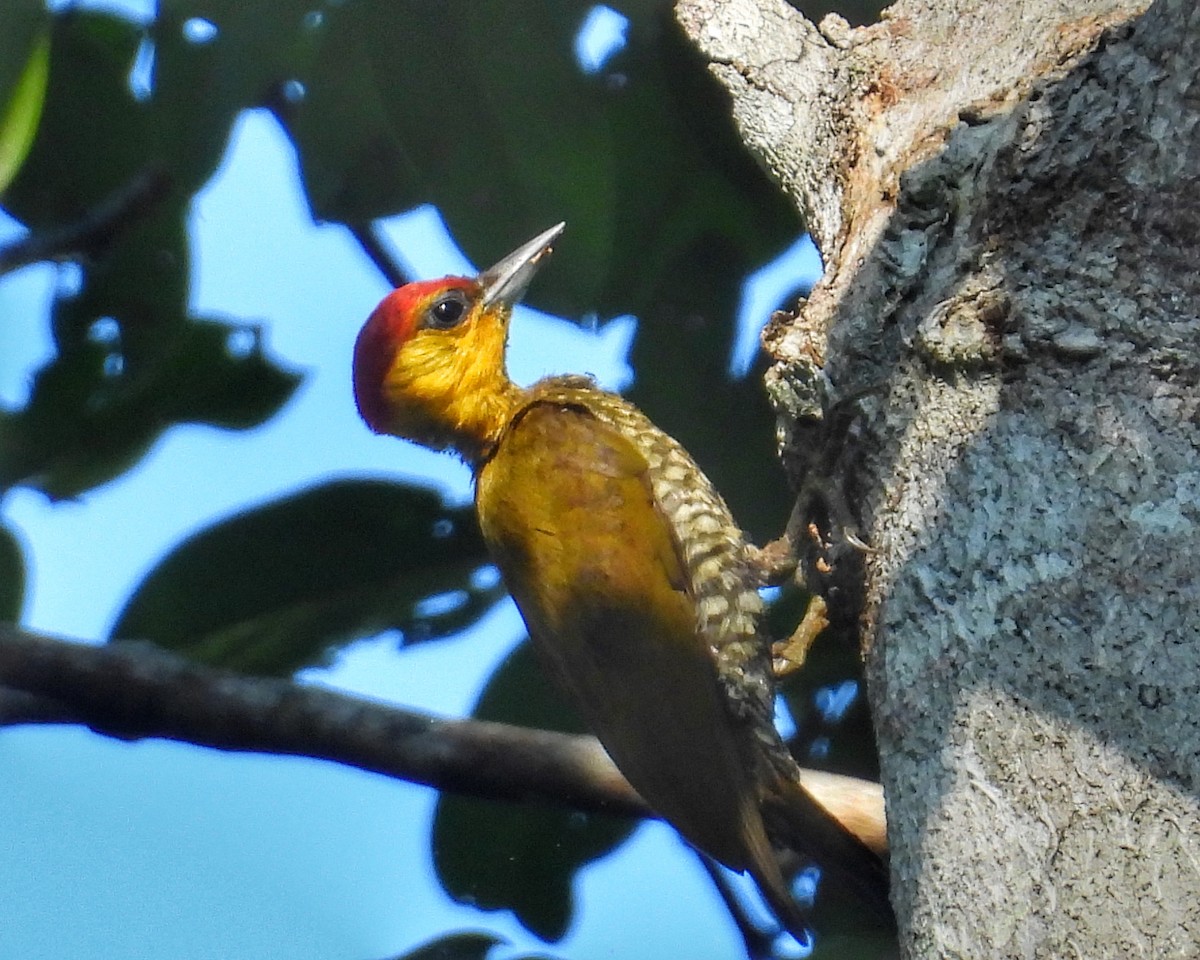 Carpintero Gorjigualdo - ML642562547