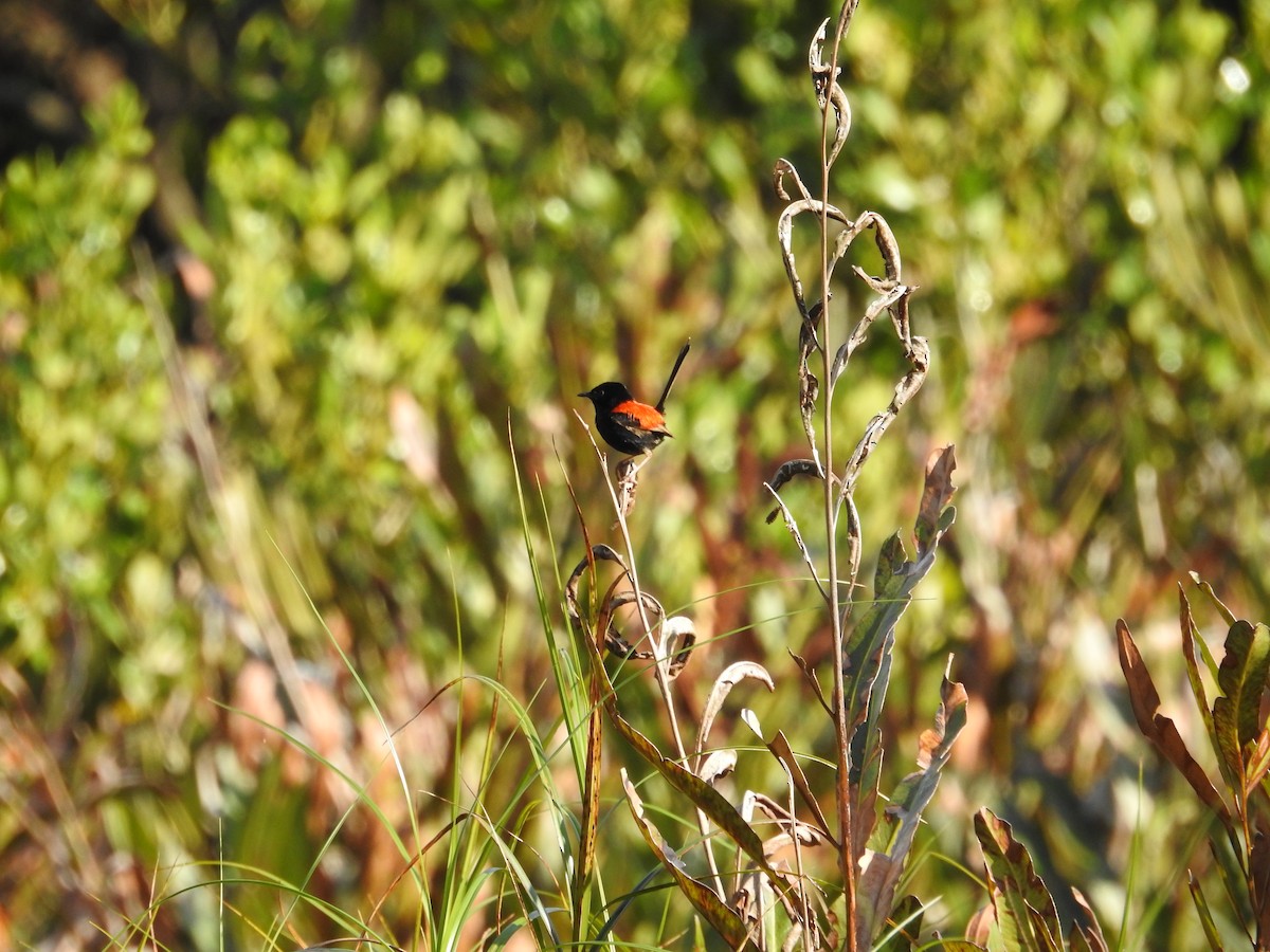 Red-backed Fairywren - ML642562549