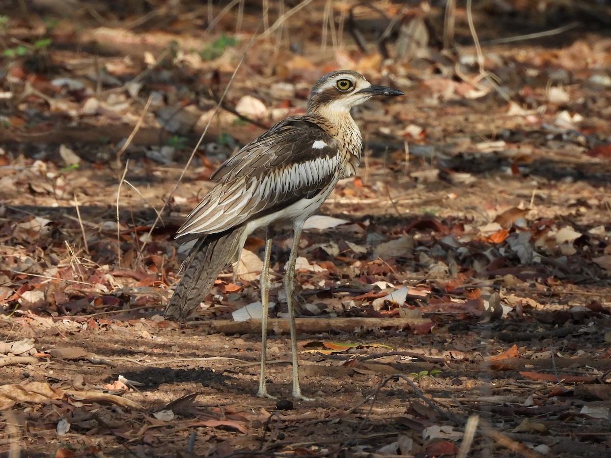 Bush Thick-knee - ML642562559