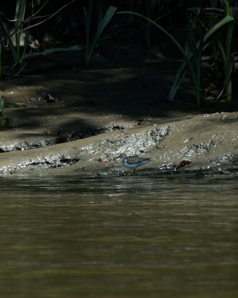 Spotted Sandpiper - ML642562591