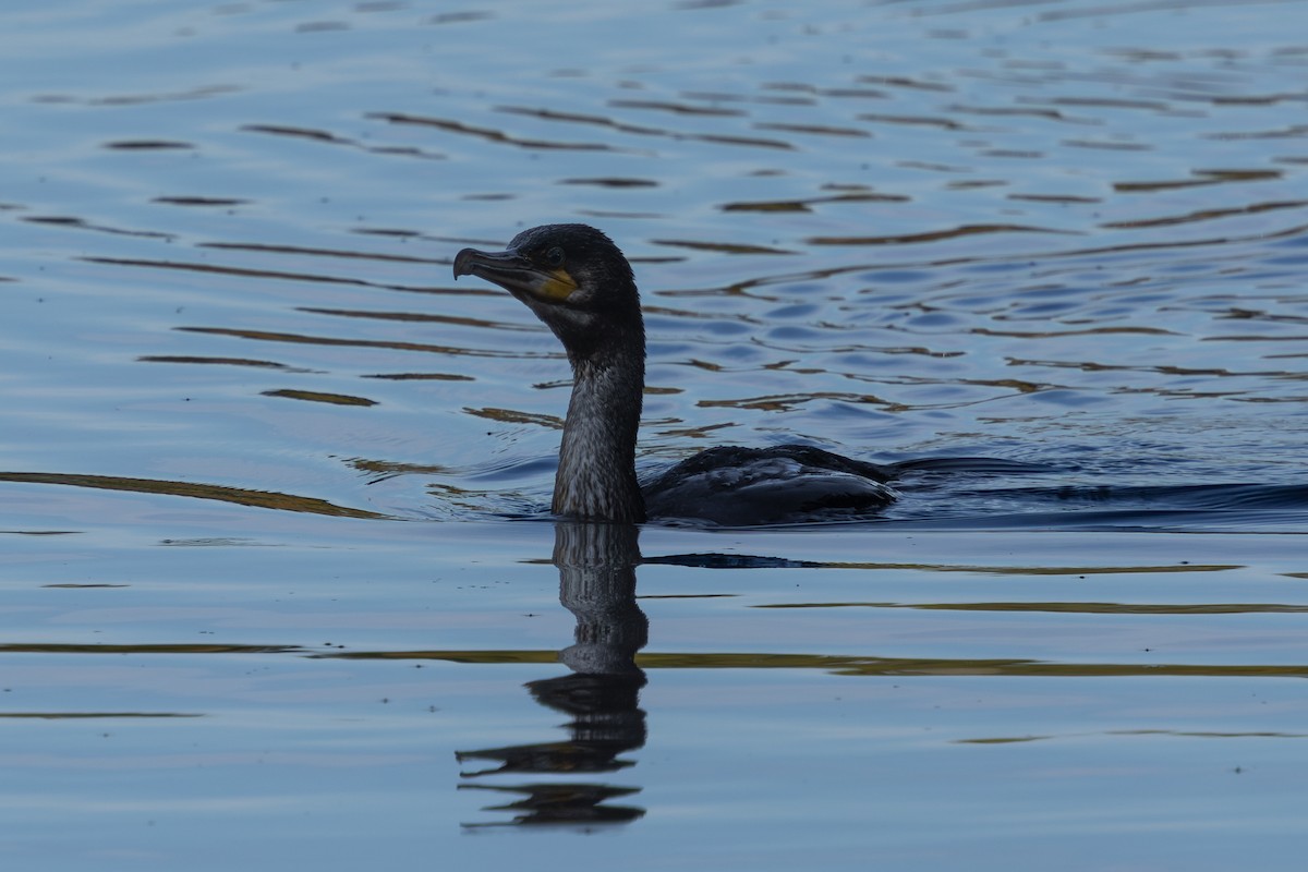 カワウ - ML642562623