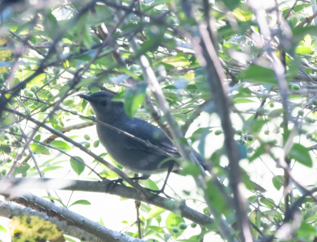 Gray Catbird - ML642562640