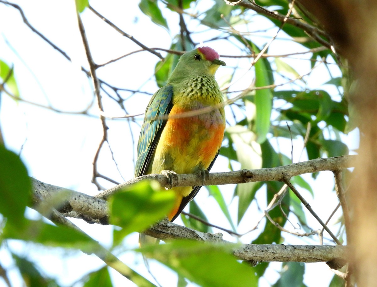 Rose-crowned Fruit-Dove - ML642562646