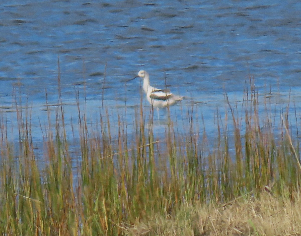 American Avocet - ML642562678