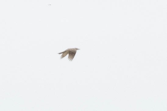 yellow-bellied kingbird sp. - ML642562699