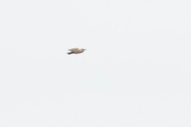 yellow-bellied kingbird sp. - ML642562700